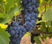 Khám phá sự đa dạng của các giống nho chủ yếu của rượu vang Tây Ban Nha