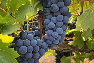 Khám phá sự đa dạng của các giống nho chủ yếu của rượu vang Tây Ban Nha